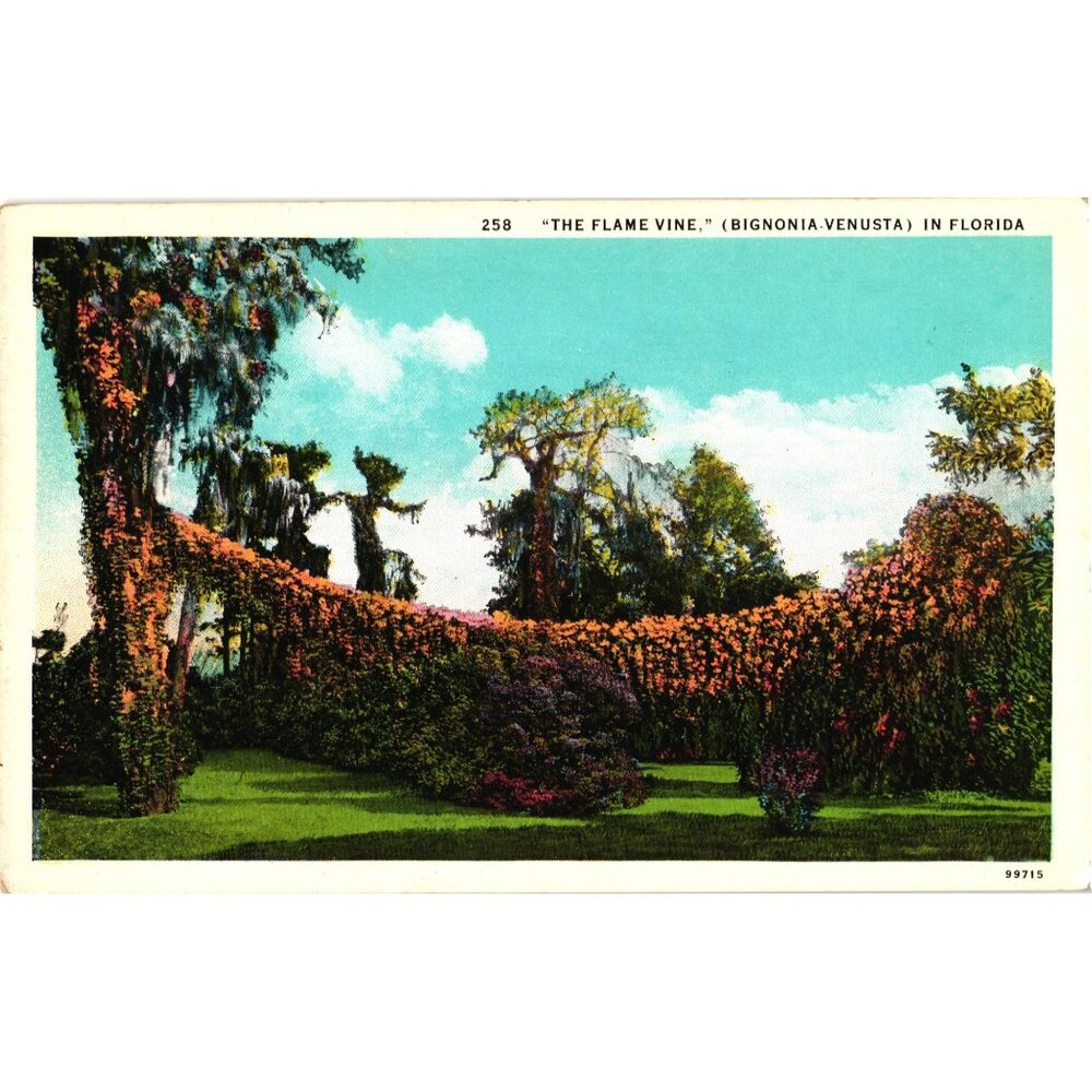 The Flame Vine Florida Postcard Vintage Linen Nature Landscape Unused